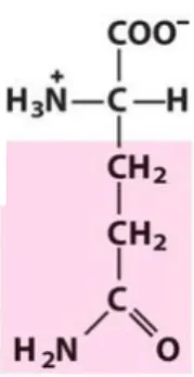 Fig. 1  –  Representação do aminoácido glutamina. 