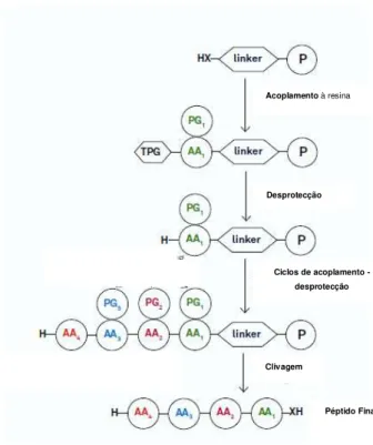 Fig. 3  –  Esquema geral do processo de SPPS.