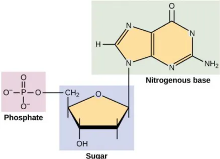 Figura 1.1  - Os 3 componentes dum nucleótido: fosfato, açúcar e baze azotada  [1]   