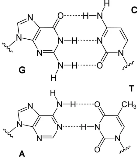 Figura 1.4  - Emparelhamento  complementar  das bases azotadas.   [4] [5] 