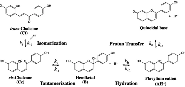 Figura 1.7  - Rede típica do equilíbrio  químico  entre as várias formas dum flavílio   (ilustrado o equilíbrio  do 4’,7 -dihidroxiflav ílio)  (adaptado  [15] )