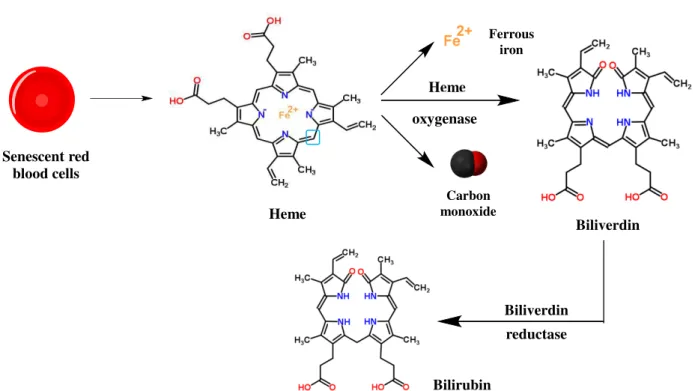 Figure 1.17 – Schematic representation of the products generated from the heme degradation by heme  oxygenase.Adapted  from  93 The  degradation  of  heme  requires  the  presence  of  NADPH  and  oxygen