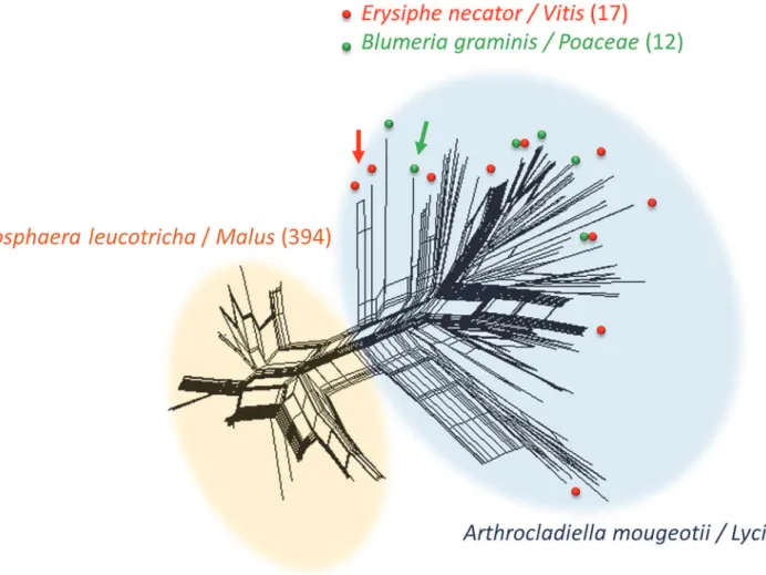 Fig 1. SplitsTree analysis of all 637 Ampelomyces strains, based on five microsatellite markers