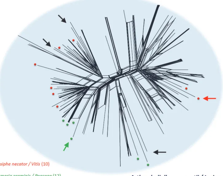 Fig 2. SplitsTree analysis of the 209 non-APM Ampelomyces strains in which the eight microsatellite markers could be amplified