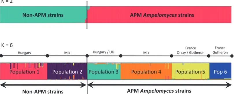 Fig 3. Population structure in Ampelomyces. Structure was inferred by STRUCTURE for K = 2 and K = 6 (see S1 Fig