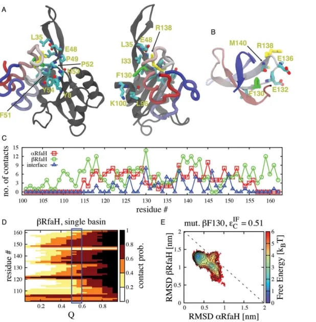 Fig 5. Structural features of the binding TSE that connects the native conformations of RfaH-CTD in dual-basin structure-based models