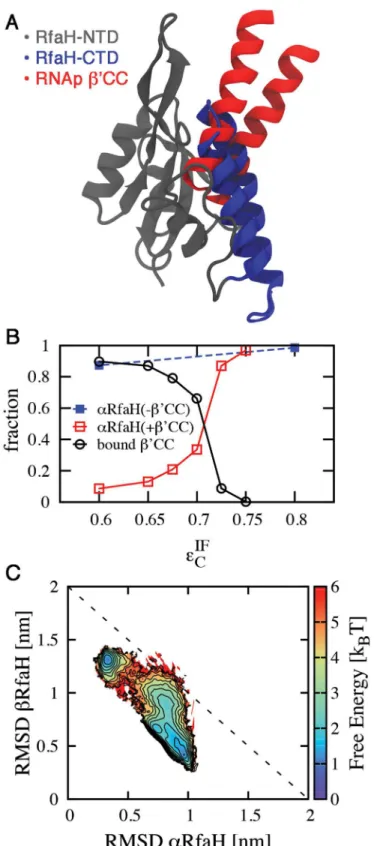 Fig 6. Effect of RNAp binding to the NTD in the folding ensemble of CTD. (A) Structural superimposition of the NTD of the full RfaH protein (gray) and P