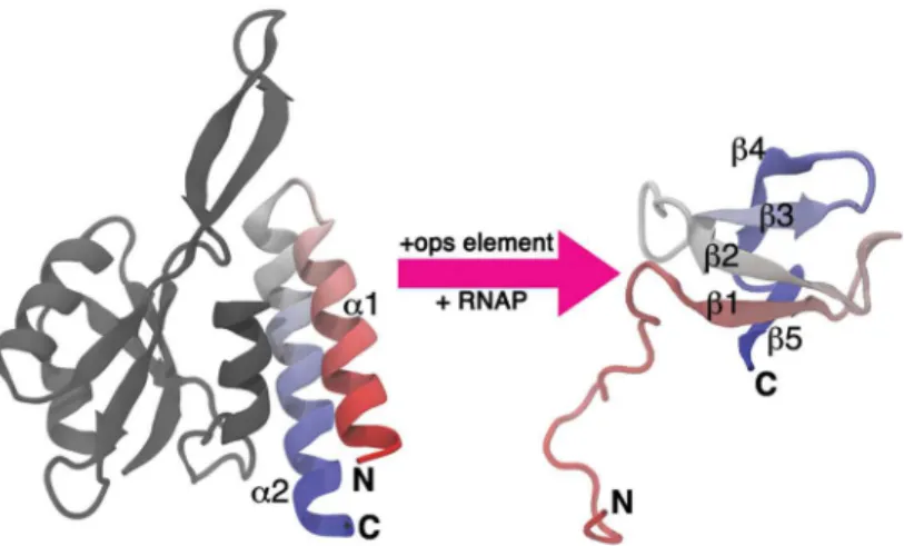 Fig 1. Structural transformation of the RfaH CTD. Domain dissociation is triggered upon binding of the NTD (gray) to its target ops (operon polarity suppressor) element DNA, relieving the autoinhibited state and allowing the transformation of the CTD (colo