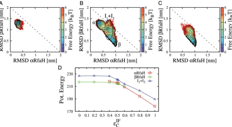 Fig 2. Coexistence of the α and β folds of RfaH can be tuned by changing the strength of interface contacts