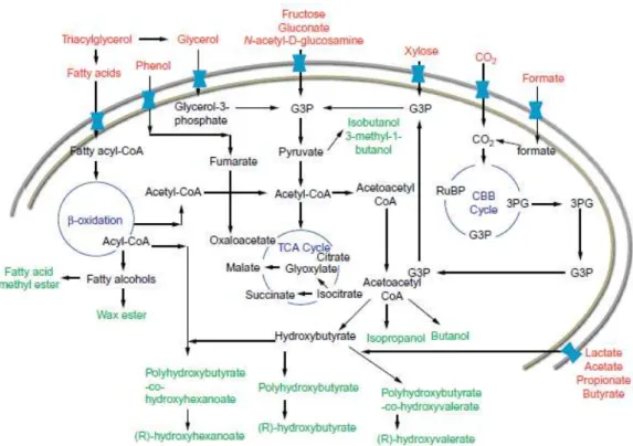 Figura 1.3: Vias metabólicas do genoma da C. necator. Imagem adaptada de Lu et al., (2016)