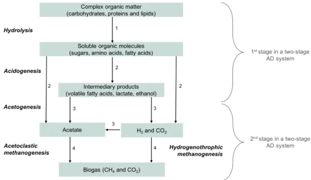 Figure  1.1  Main  stages  and  the  microorganisms  involved  in  the  anaerobic  digestion  process