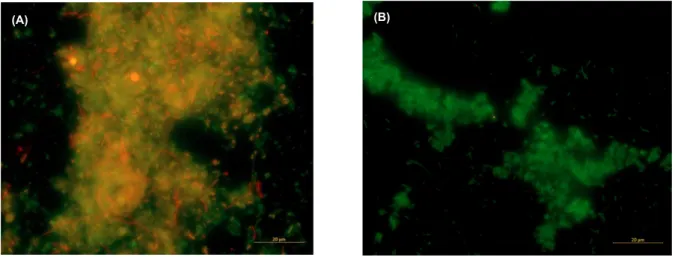 Figure 3.1 FISH image of the abundance of Archaea targeted by ARC915 on (A) day 16 (the day after the partial  re-inoculation using peach pulp waste at pH 5.0 and HRT of 4 d) and on (B) day 42 (middle of the condition using  peach pulp waste at pH 4.5 and 