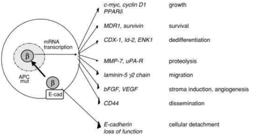 Figure 1.4 – Gene expression induced by nuclear translocation of β-catenin and its influence on the metastasizing  process [27]