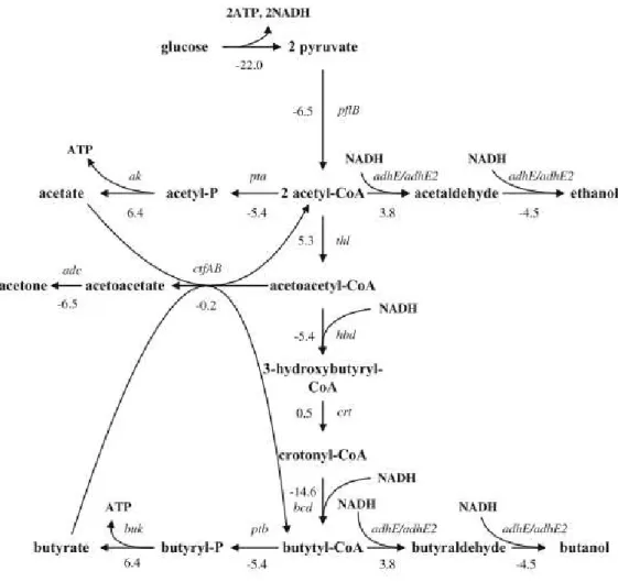 Figure 2.2: Metabolic pathways of C. acetobutylicum. The numbers shown in the figure represent the standard  Gibbs energy changes  ∆ of the corresponding reactions
