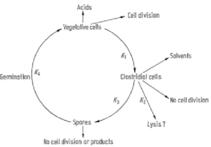 Figure 2.3: A schematic diagram of the morphological changes observed during continuous fermentation by C