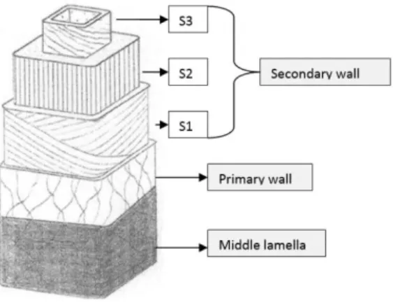 Figure 1.1 – Illustration of the different layers of the plant cell wall. Adapted from Plomion et al