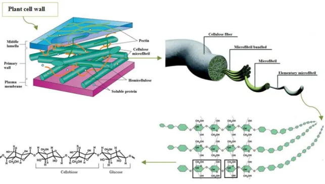 Figure  1.3  –Representation  of  the  plant  cell  wall  and  cellulose  structure.  Adapted  from  Stiklen  2008  and  www.joostdvree.nlshmlscellulose.sthm, last acess 22.09.2016 