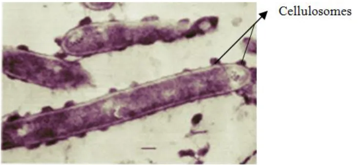 Figure 1.4  –  Cellulosomes at the surface of Clostridium thermocellum in form of protuberances