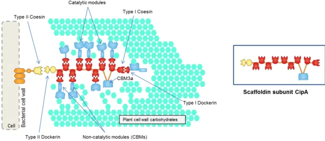 Figure  1.5  –  The  Clostridium  thermocellum  cellulosome.  Representation  of  the  plant  cell  wall  degradation  by  the  Clostridium thermocellum cellulosome