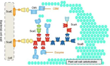 Figure 1.6 – The Ruminococcus flavefaciens FD-1 cellulosome. Representation of the pant cell wall degradation complexity