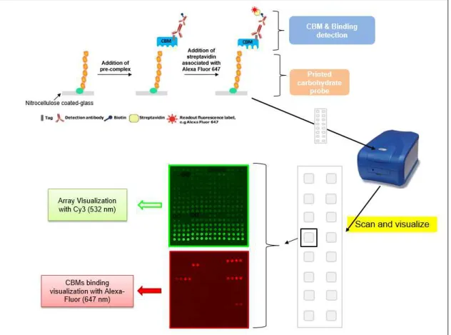 Figure 2.1 - Overview of the carbohydrate microarray binding experiment for CBMs using slides of 16 pads