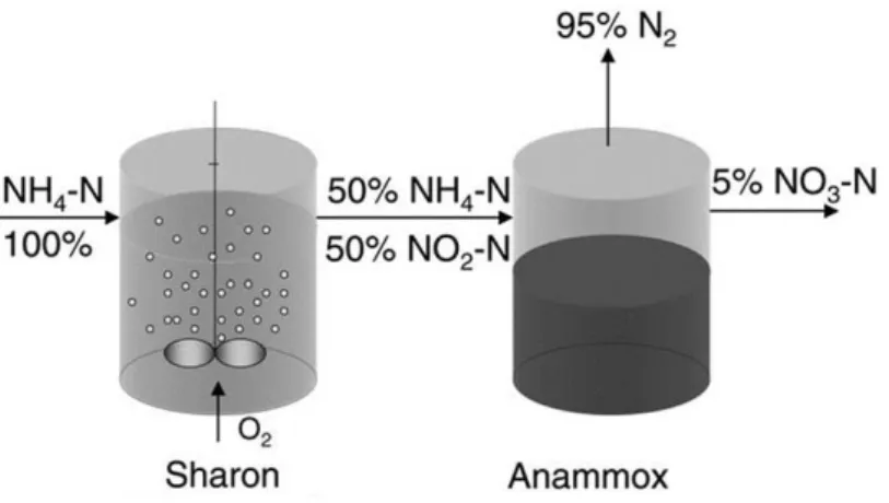 Figure 5- Schematic representation of SHARON-anammox.