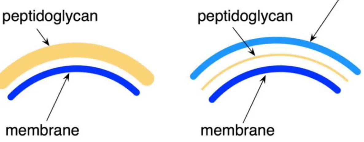 Figure 1 – Gram-positive and Gram-negative bacteria are differentiated by their cell wall structure; Picture  comparing Gram-positive and -negative cell wall