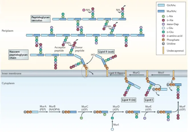 Figure 2 - Peptidoglycan synthesis in  B. subtilis . The peptidoglycan layer is formed by polymerized chains  of repeating disaccharide subunits named GlcNAc (Nacetylglucosamine) and MurNAc (N-acetylmuramic 