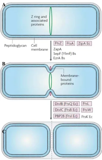 Figure 3 - Cell division in Gram-positive rod-shaped bacteria. A) Z ring formation occurs at midcell,  and  recruits  various  FtsZ-binding  proteins