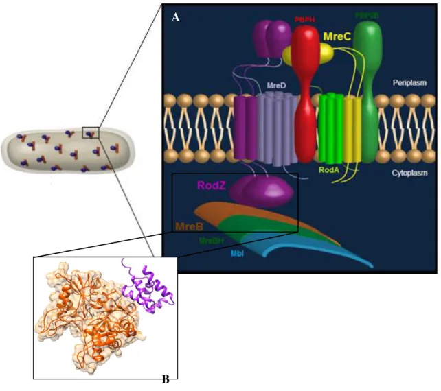 Figure  6  –  A)  Cartoon  of  the  proposed  PG  elongation  machinery  in  Gram-positive  rod-shaped  bacteria  like  B