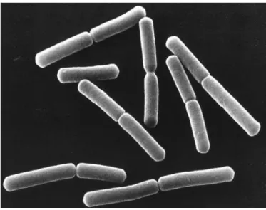 Figure 7 – Electron micrograph picture showing rod-shaped Bacillus subtilis cells. Image credit from  NASA