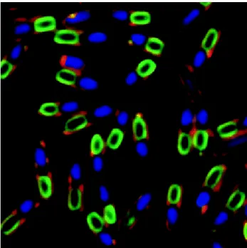 Figure  8  -  Fluorescence  micrograph  of  sporulating  Bacillus  subtilis   cells,  showing  nucleoids  (blue),  membranes (red) and YwcE protein (green; protein required for spore morphogenesis and germination)