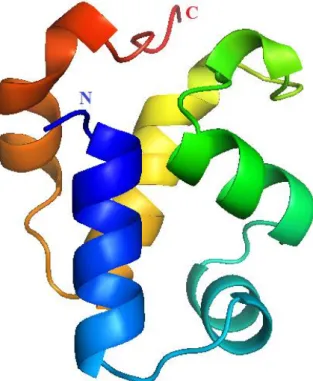 Figure 10 - RodZ schematic structure predicted with SWISS-MODEL (an automated protein  structure homology-modeling server; Schwede et al., 2003).