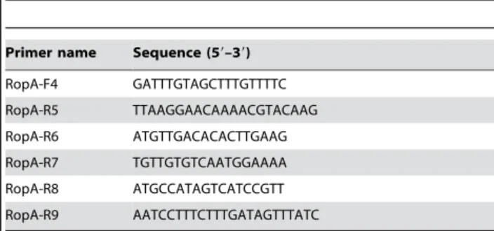 Figure 1. Mutation in ropB results in truncation of the RopB protein and abrogation of SpeB expression