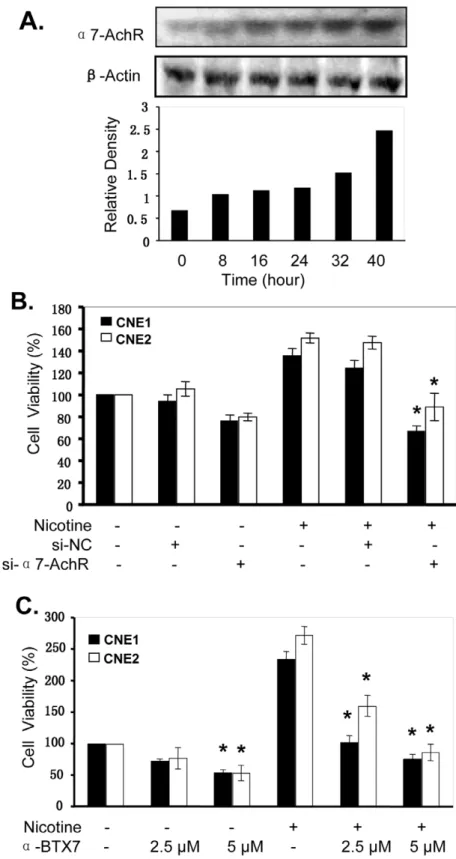 Figure 2. Nicotine upregulates a7AChR expression in NPC cells. (A), Human CNE1 cells were treated with nicotine at the concentration of 10 mM for 8–40 hours