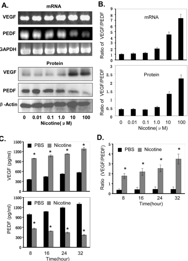 Figure 5. Nicotine increased the ratio of VEGF/PEDF in NPC cells. Human CNE1 cells were treated with nicotine at the doses of 0.01–100 mM for 24 hour (A, B) or at the concentration of 10 mM for 8–32 hours (C, D)