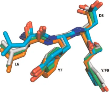 Figure 3. Structural alignment of ALYD(Y/F) motifs. Structures of human Src (green), human Abl (orange), yeast Pex13 (cyan) and Acanthamoeba Myosin Ib (grey) SH3 domains were aligned using LSQMAN