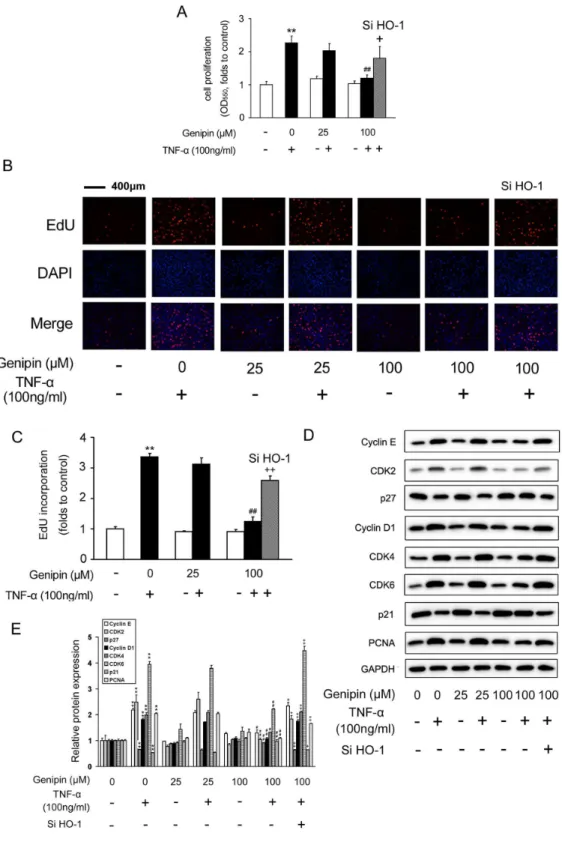 Figure 3.  Inhibition of TNF-α-induced VSMC proliferation by genipin.  Cells were pretreated with 100 μM genipin for 1 h and then stimulated with 100 ng/ml TNF-α for 24 h