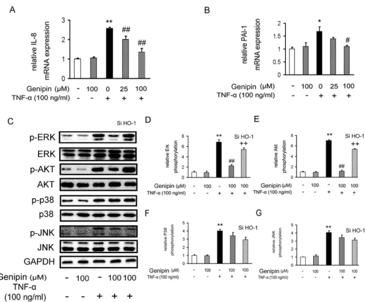 Figure 6.  Inhibition of TNF-α-induced kinase activation by genipin.  Cells were treated as described in Figure 3 and mRNA expression  levels  of  IL-8  and  PAI-1  were  assessed  by  RT-qPCR  (A  and  B)
