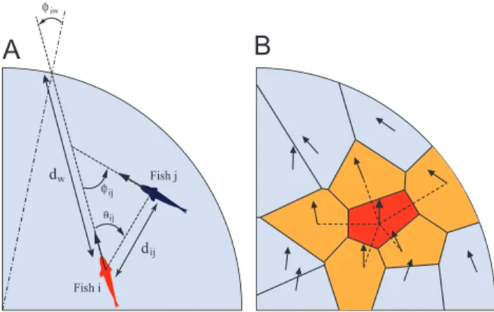 Figure 2. Quantities used in the model formulation. (A) The distance d W separates the position of the focal fish i from its current point of impact on the wall; w iW is the angle between the heading of fish i and the angular position of this point of impa