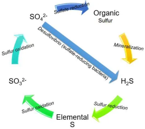 Figure 1.1  –  Sulfur cycle. Sulfate (SO 42- ) is reduced in to organic sulfur or by action of gut bacteria, converted to  hydrogen sulfide (H 2 S)