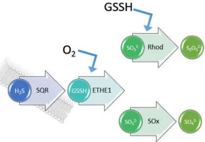 Figure 1.3 – H 2 S breakdown pathway. Starts with the formation of GSSH in the presence of the enzyme SQR
