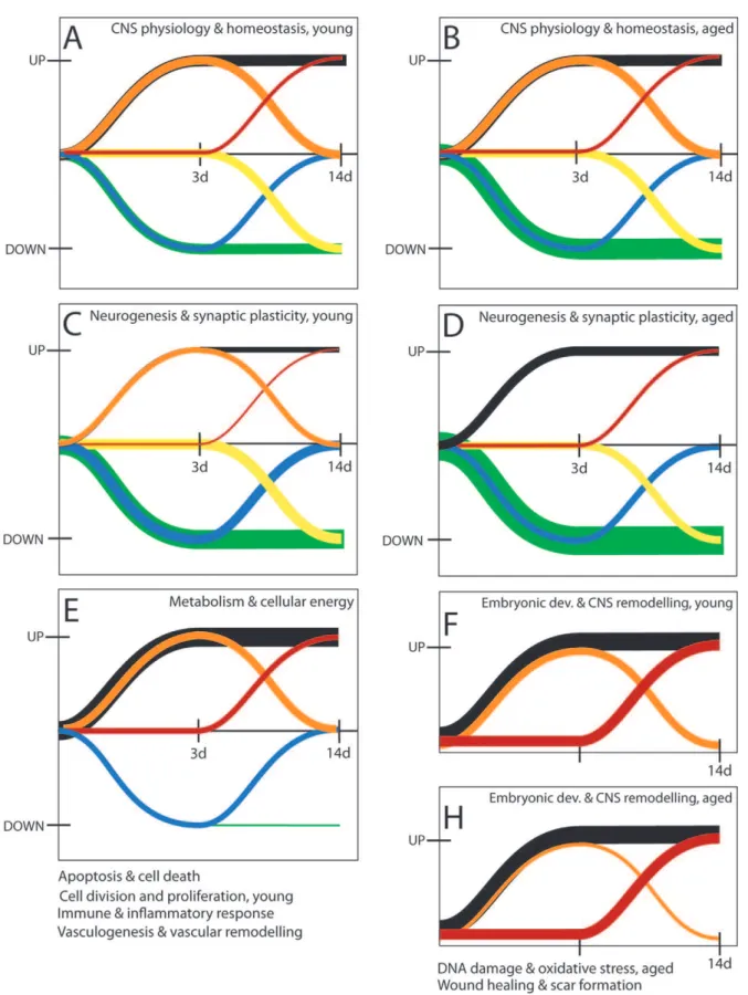 Figure 5. Patterns of gene expression for stroke-relevant processes. Most classes of these new genes were upregulated, with the exception of ‘‘CNS physiology &amp; homeostasis’’ and ‘‘Neurogenesis &amp; synaptic plasticity’’ which also displayed a large nu