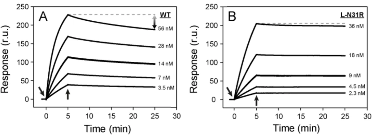Table 1. Kinetic parameters of binding of scFv 11K2 to MCP-1 at 25uC.