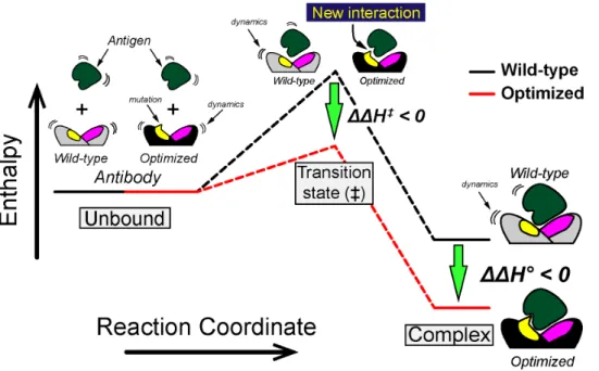 Figure S1 Representative examples of energy distribu- distribu-tion histograms corresponding to the interacdistribu-tion  be-tween 11K2 and MCP-1