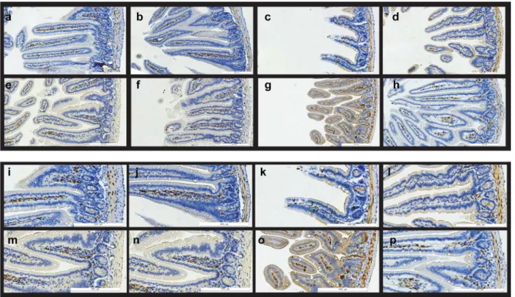 Figure 5 shows lung, spleen and heart tissue samples immuno- immuno-stained for COX-2 protein; the effects of p2TA peptide on these tissues were found to be much less pronounced; on the other hand, apparent effects of irradiation on these tissues at the ti