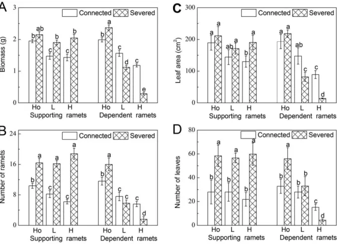 Figure 1. Growth parameters. (A) Biomass, (B) number of ramets, (C) leaf area, and (D) number of leaves of the supporting and the dependent ramets