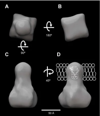 Figure 6. Surface representation of MCA2-6H viewed from four different angles. Surface representations of MCA2-6H corresponding to a molecular size of 200 kDa