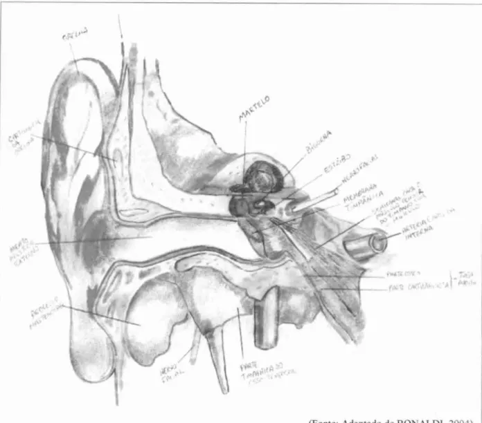 Figura  3 — Secção  frontal da orelha direita, esquematizando a orelha externa, a média  e  a interna  e o  osso temporal