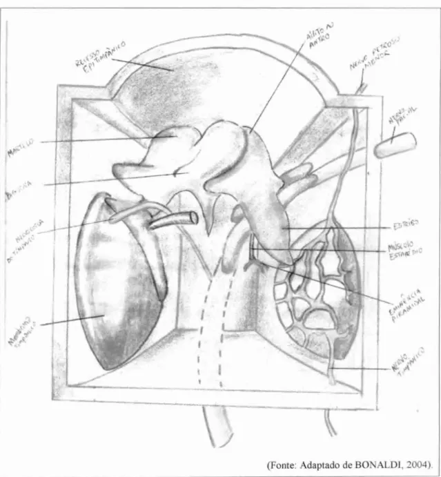 Figura 4 - Esquema da cavidade timpanica na vista anterior com a parede carótica removida 